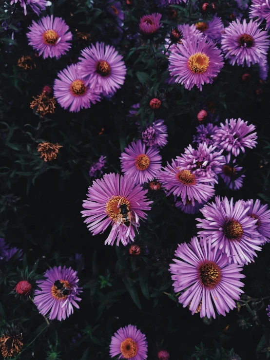 some purple flowers are in the middle of a field