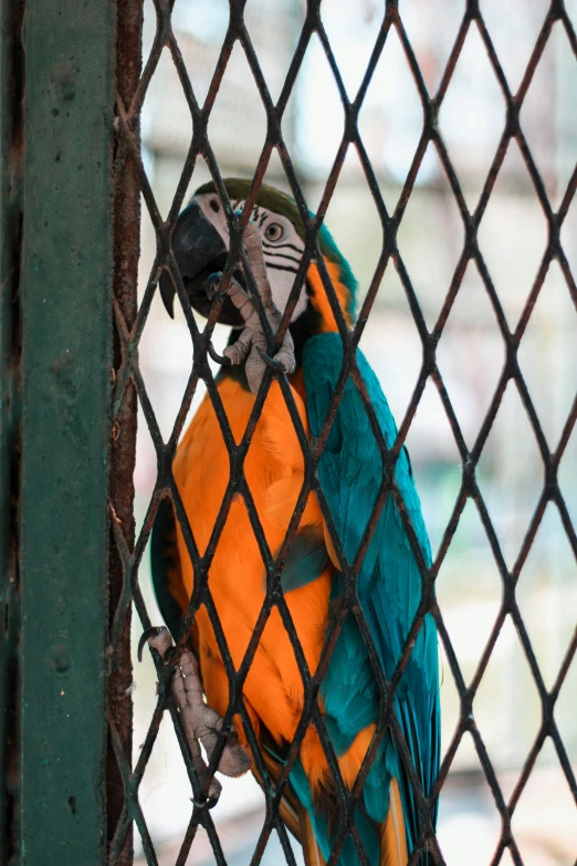 the large parrot is sitting behind a chain link fence