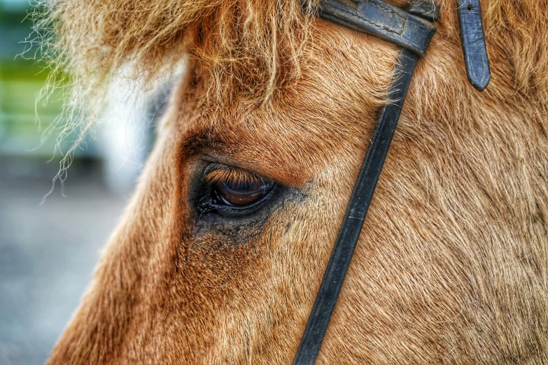 an adult brown horse with hair on top of its head