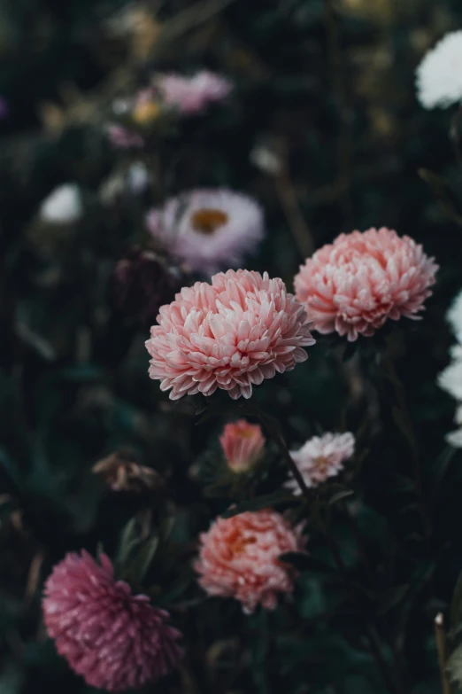 an assortment of colorful flowers blooming on a sunny day