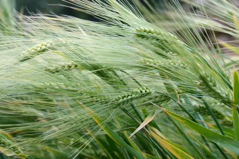 tall grass is shown in a blurry po
