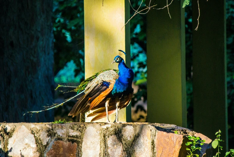 two peacocks perched on the edge of a wall