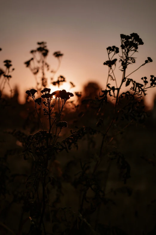 sunset in the background with flowers in foreground