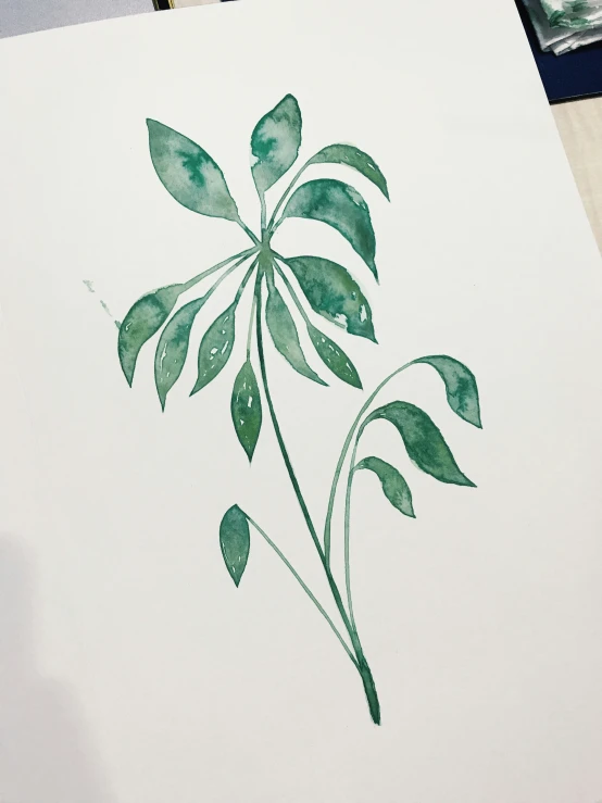 an ink drawing of a plant, on paper