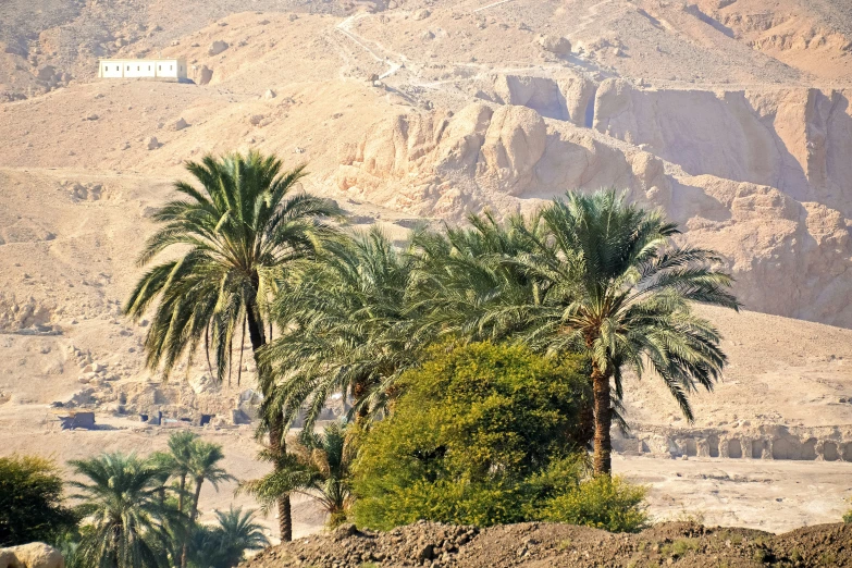 a few palm trees some dirt rocks and trees