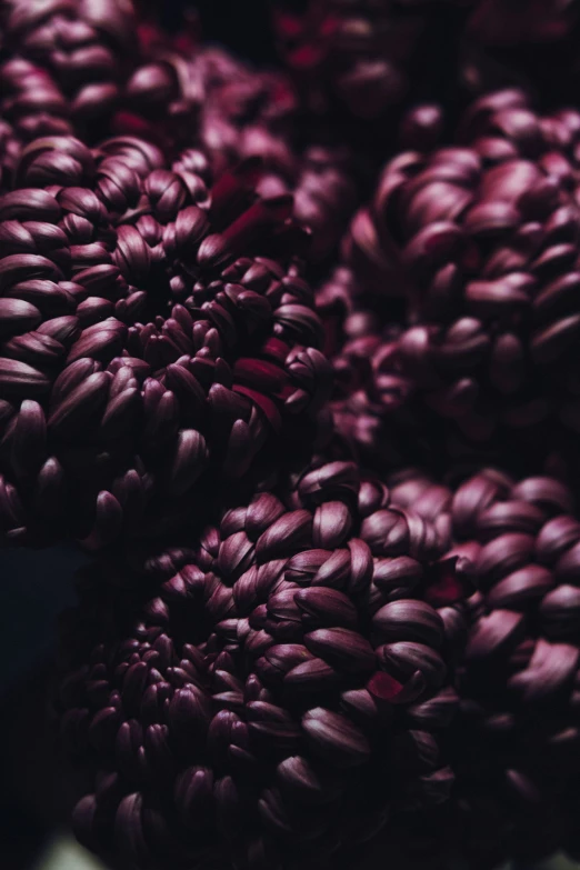 purple flowers in closeup, are displayed for display