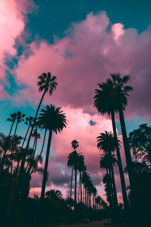 a sky with clouds has several palm trees in it