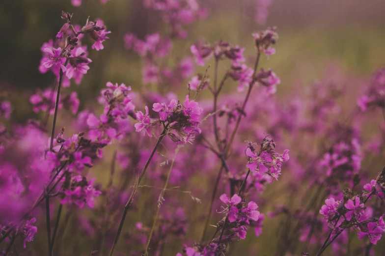 small purple flowers are in a field