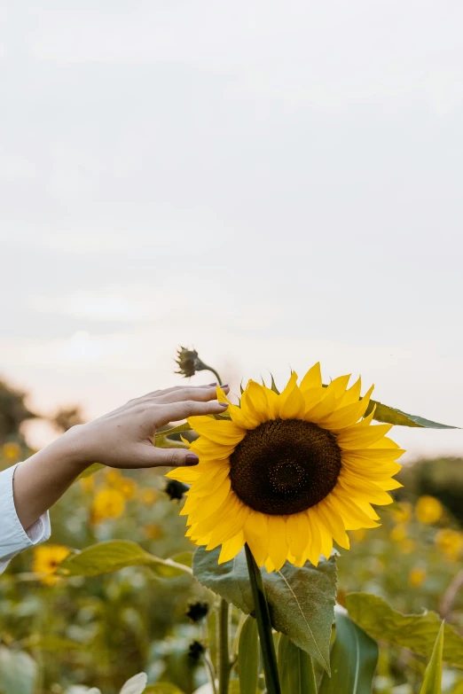 a person reaching out to a sunflower