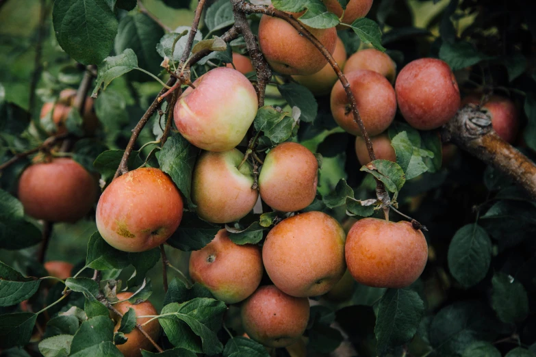 apples that are sitting on a nch of a tree