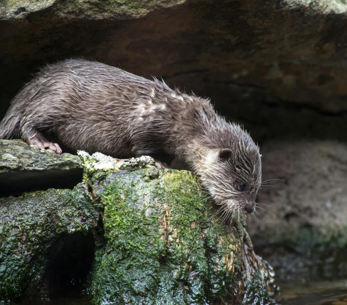 a cute otter laying on a rock beside a stream