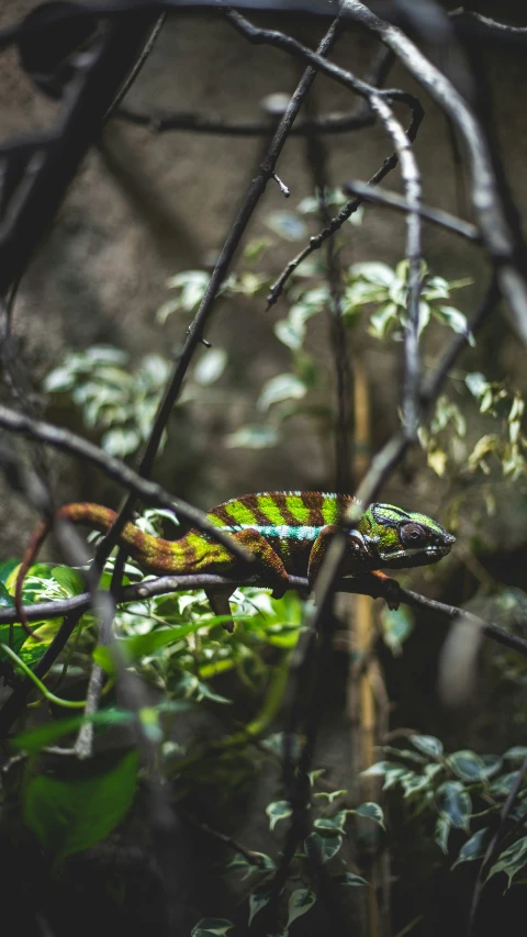 colorful lizard laying on the ground next to green plants