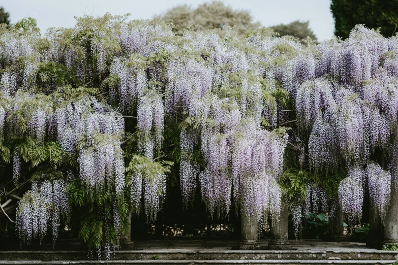 flowering trees line the side of a fence