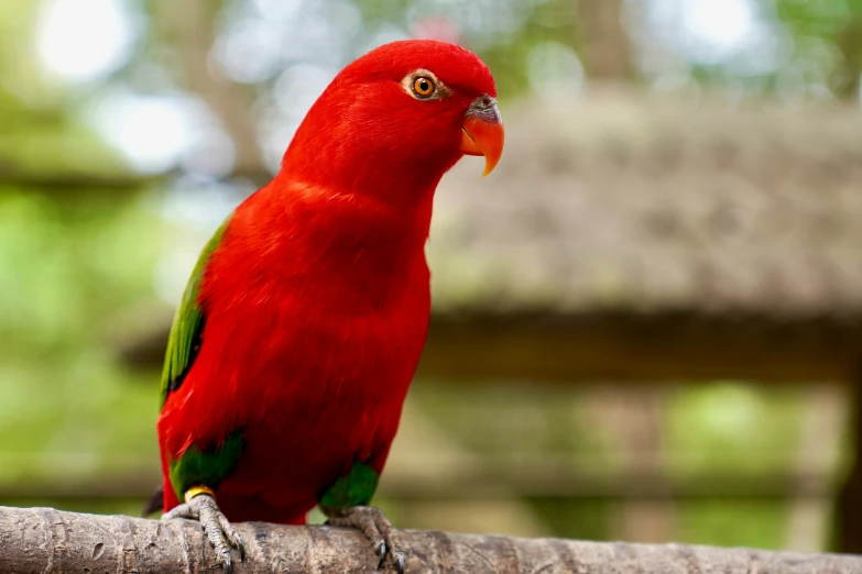 a red and green bird standing on a wooden nch