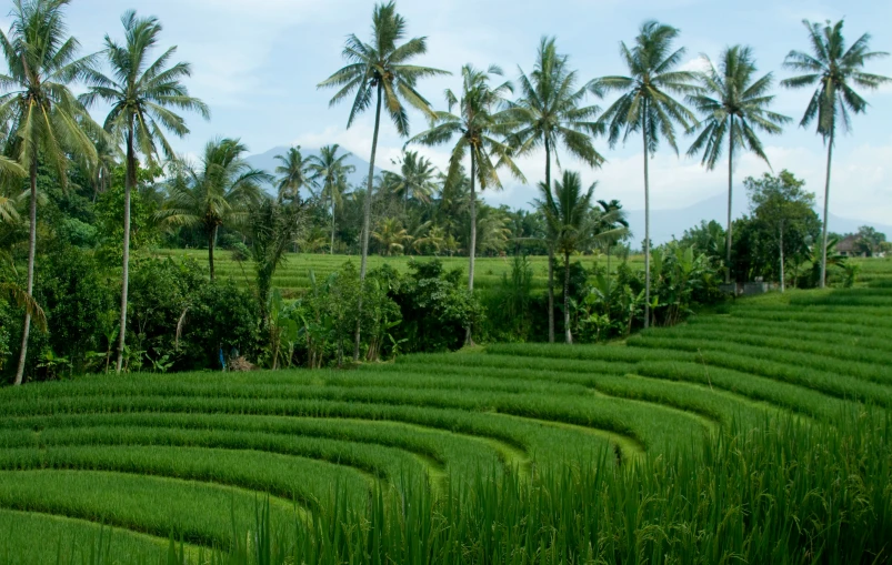 a lush green countryside with palm trees