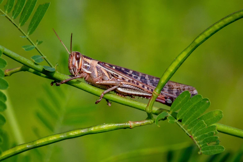 a close up of a grasshopper on a nch