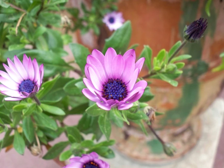 a pink flower with leaves in it on display