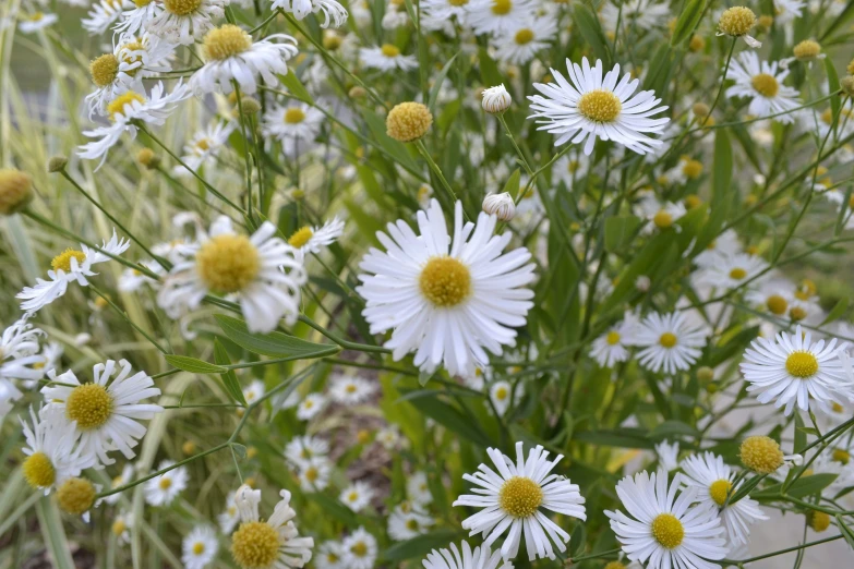 an image of flowers growing in the grass