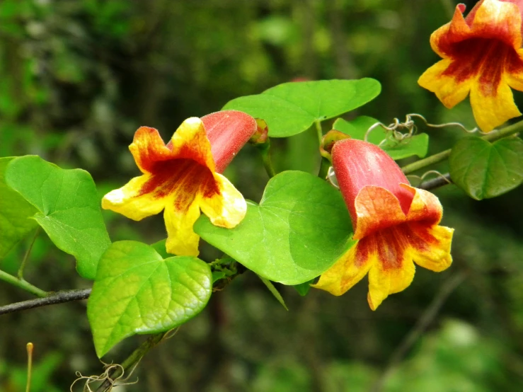 red yellow and green flowers growing in a tree