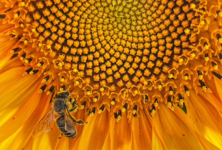 the back end of a large sunflower with two bees inside