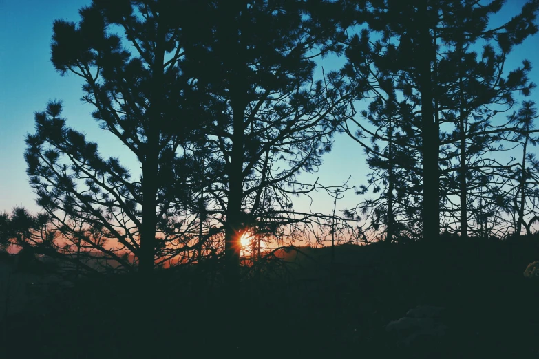 silhouettes of pine trees against a clear blue sky