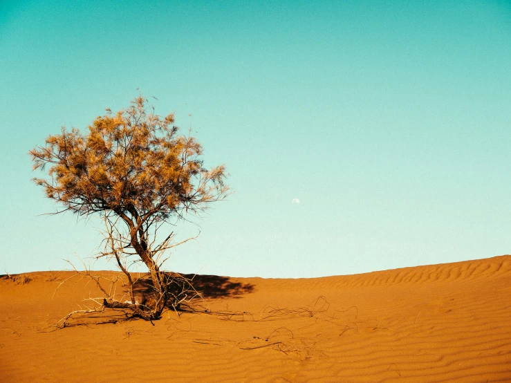 lone tree in a desert like area with dirt, trees and no grass