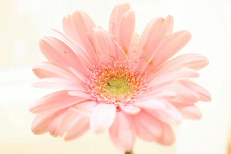 a pink flower that has yellow center in a vase