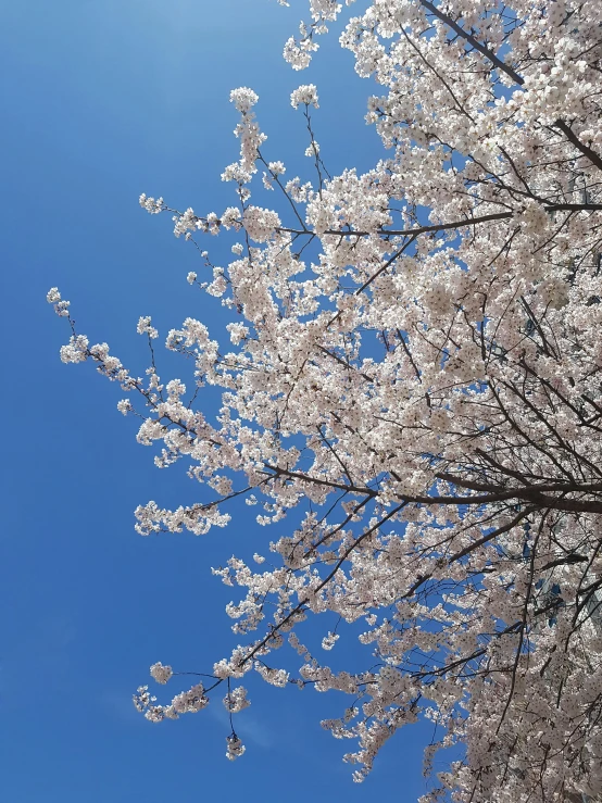 a close up of a very pretty flowered tree