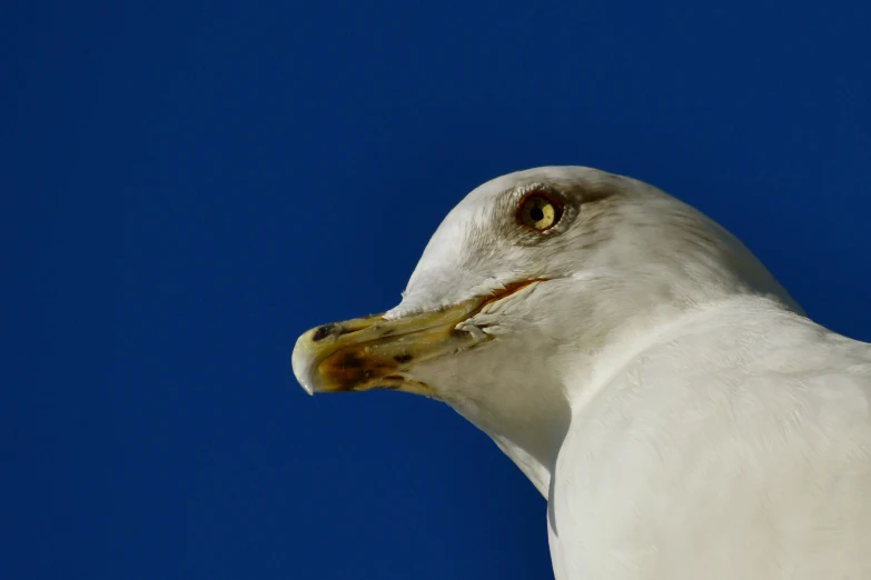 this is a close up image of the head and chest of a white seagull with an orange beak