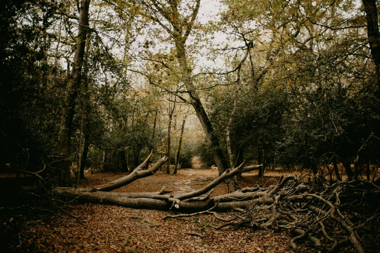 a large fallen tree laying across the road