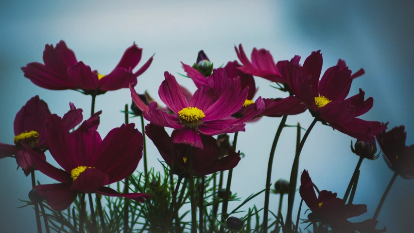 a bunch of pink flowers with a yellow center