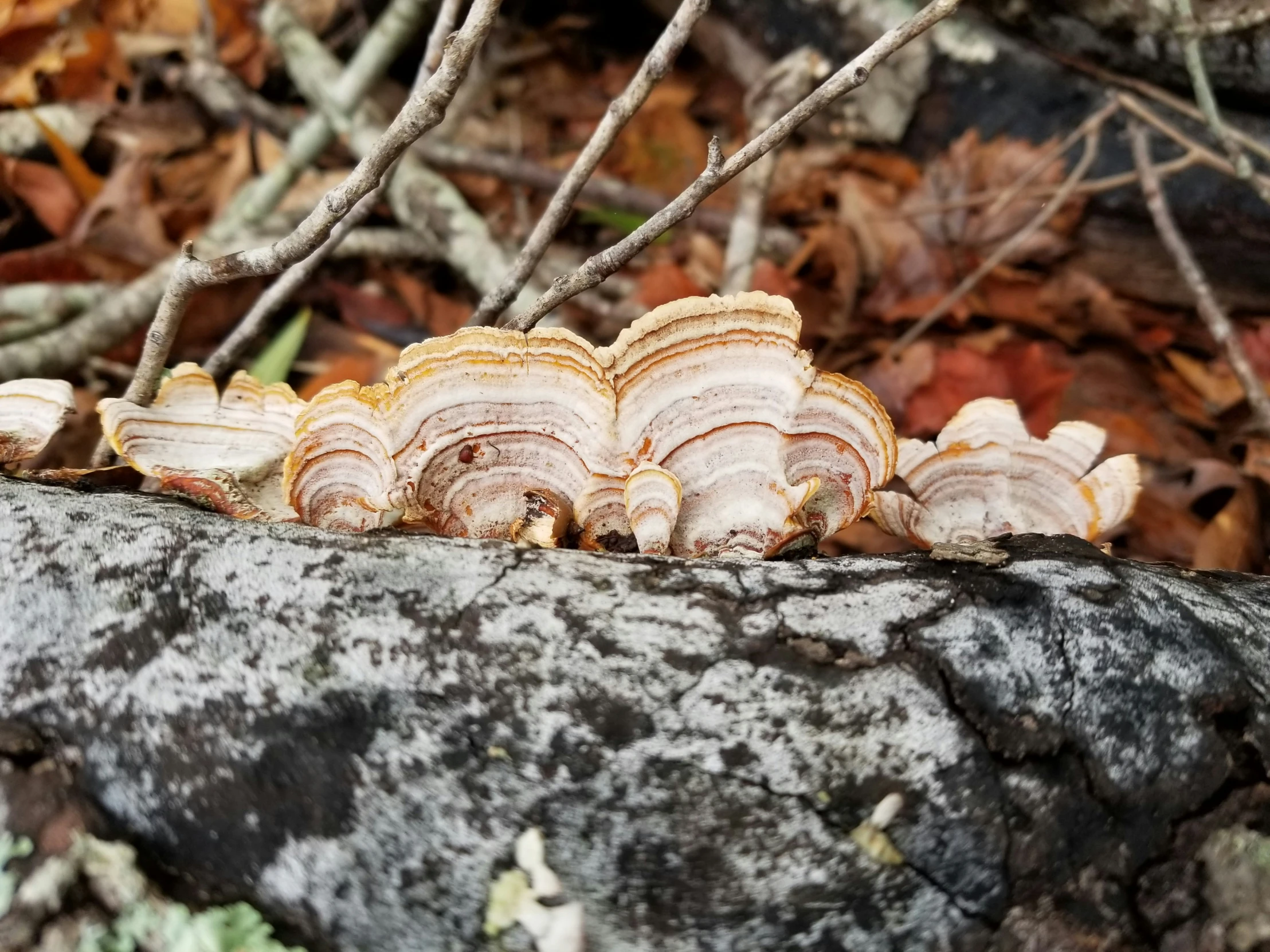 small group of mushrooms on a tree nch