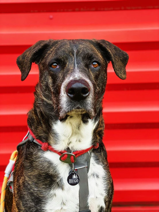 a dog wearing a tie is sitting by a red wall