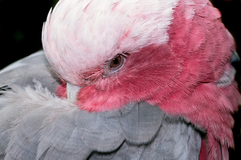 the back end of a bird with a red and white feathers