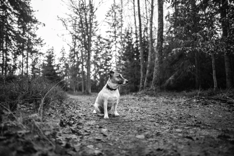 a dog is standing in the middle of the woods