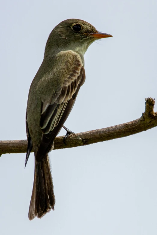 a small brown bird sits on a tree nch