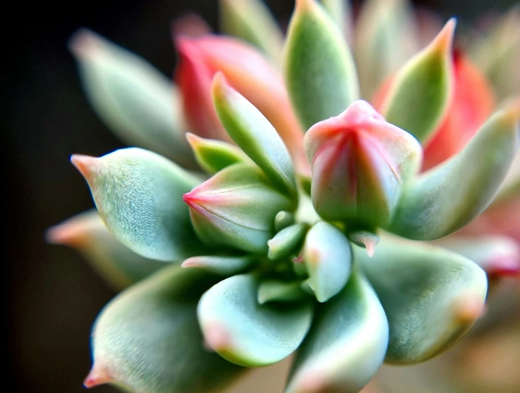 there is a succulent with red tips growing out of it