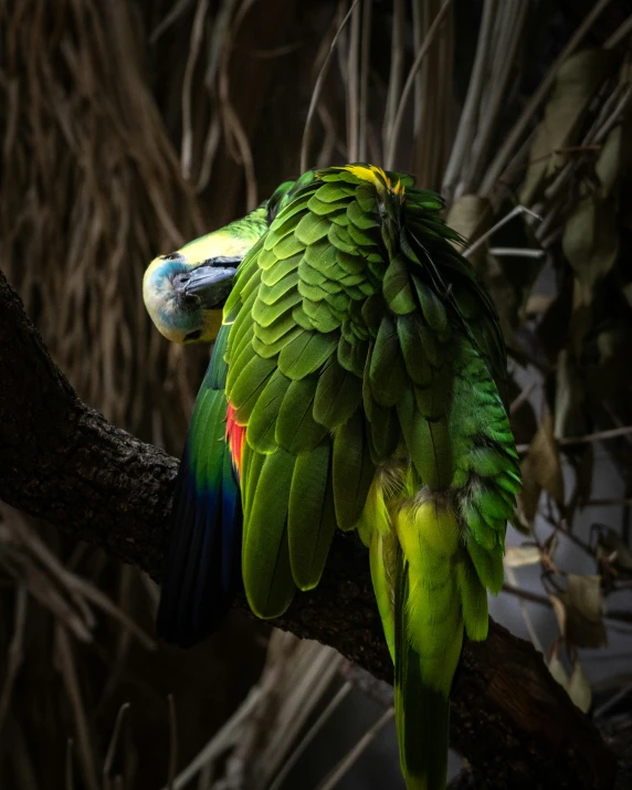 a green parrot sitting on top of a tree nch