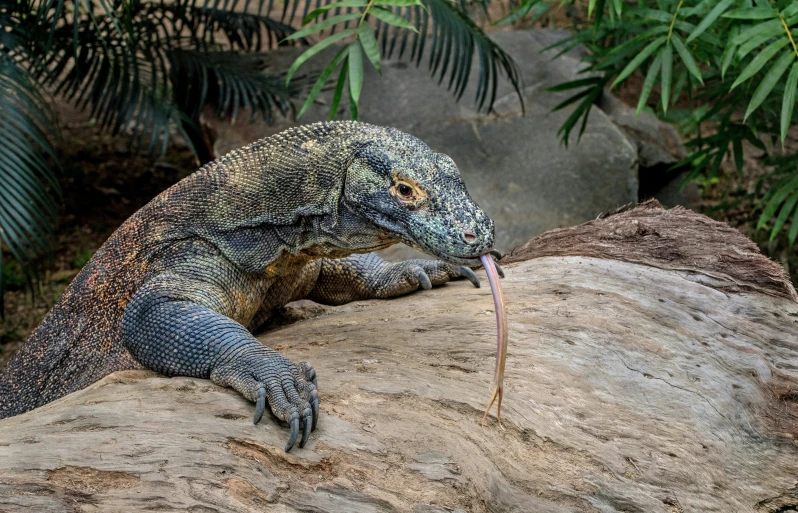 a lizard sitting on a rock with its tongue out