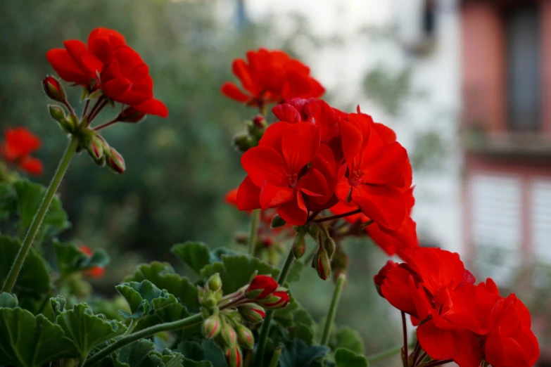 some very pretty red flowers with green leaves