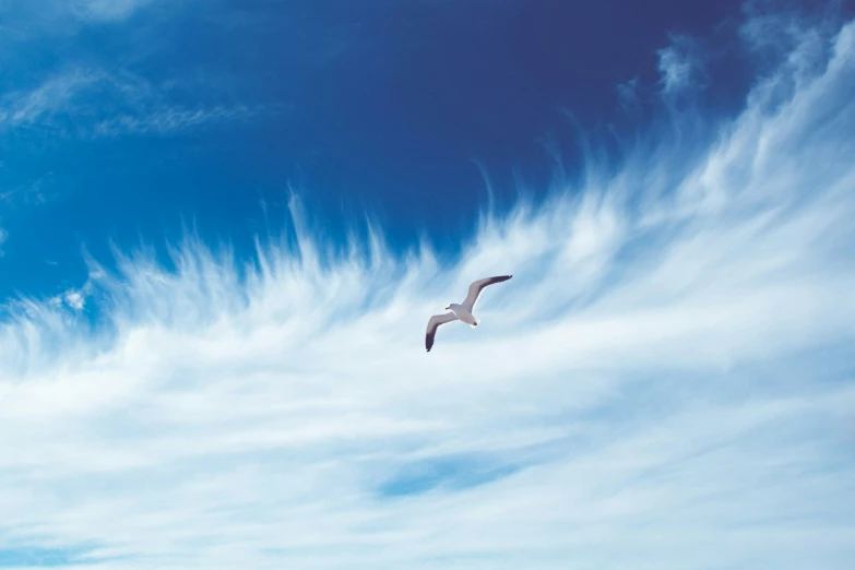 a bird flying high in the blue sky