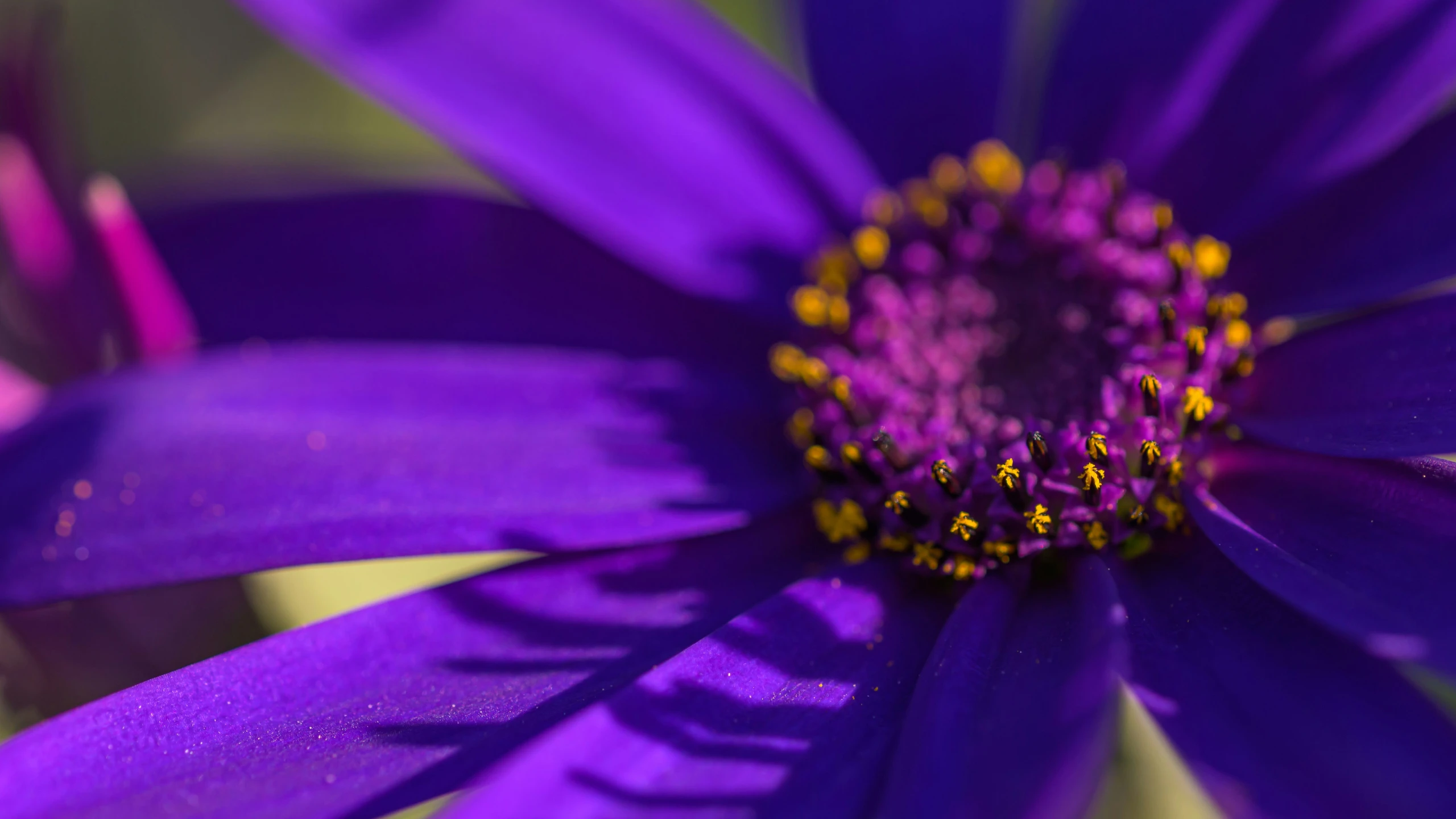 an image of a close up of a flower