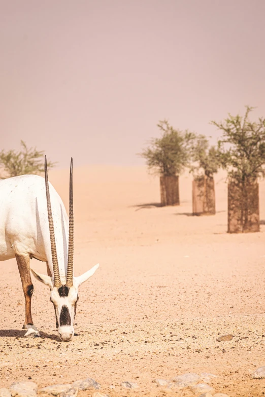 an animal with long horns standing in dirt