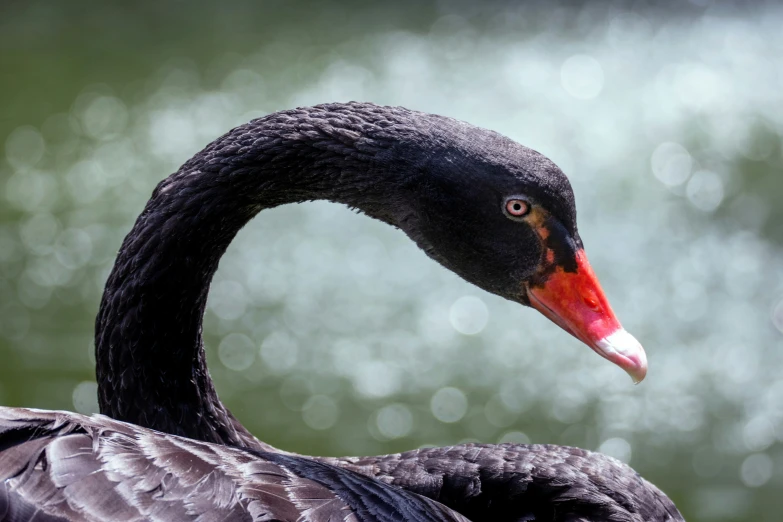 a black swan with red beak sitting on water