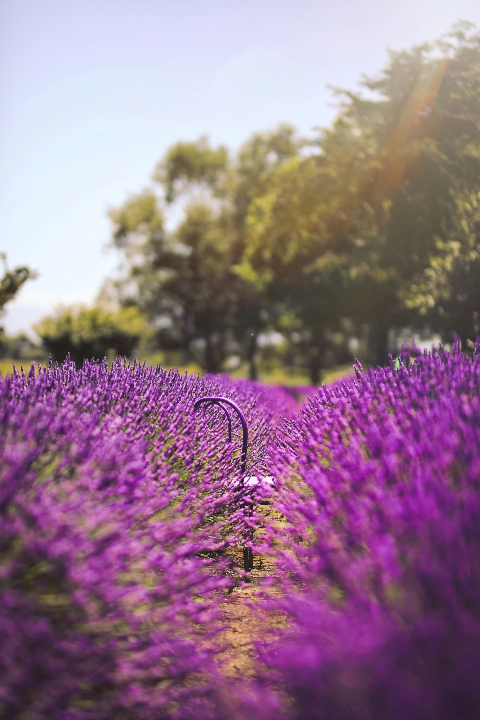 purple lavender field with an umbrella in the foreground