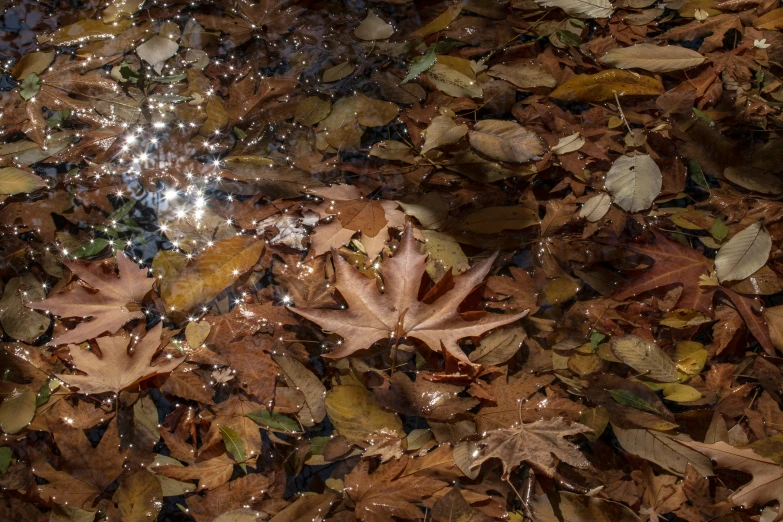 leaves and water are arranged on the ground