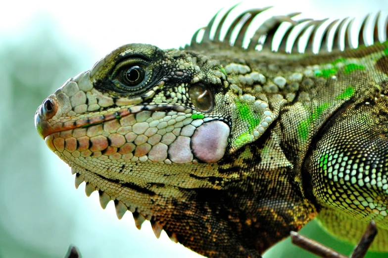 an animal is standing in front of the camera