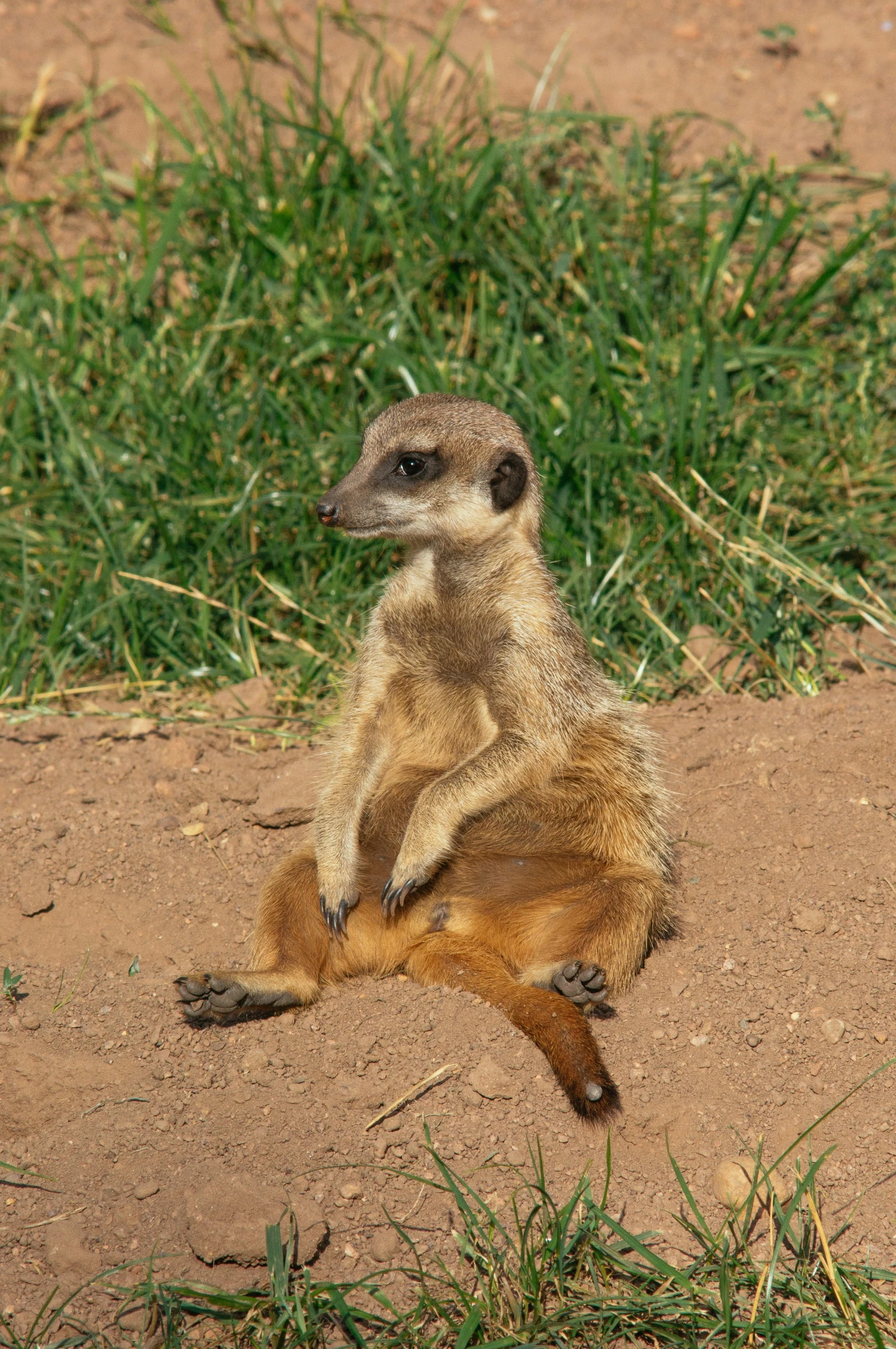 a small animal standing on its hind legs