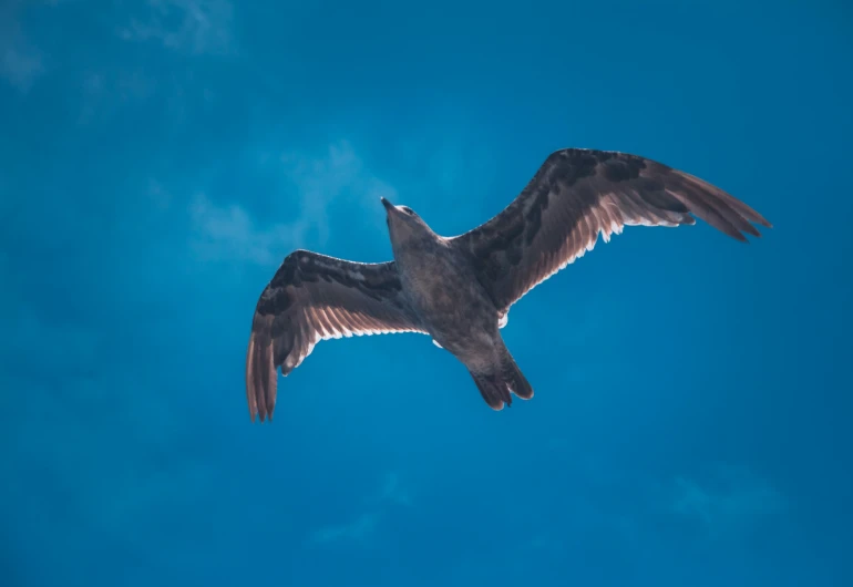 an image of an animal that is flying in the air