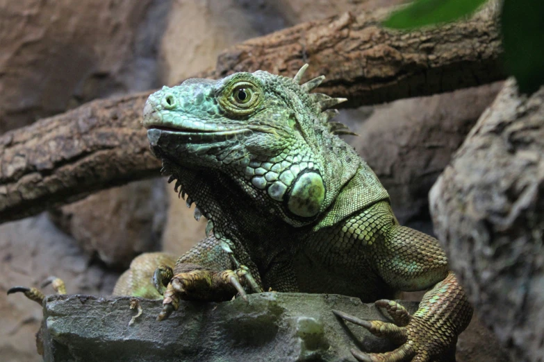 a large green lizard sitting on a rock